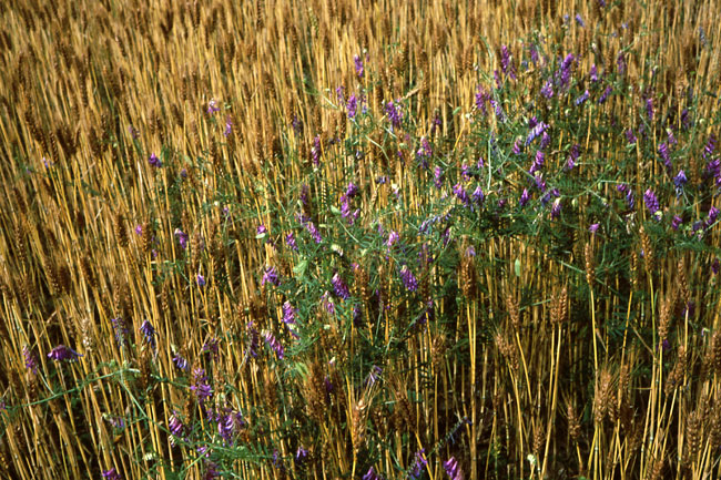 麦とカラスノエンドウ（Ｃズミクロン40/2）