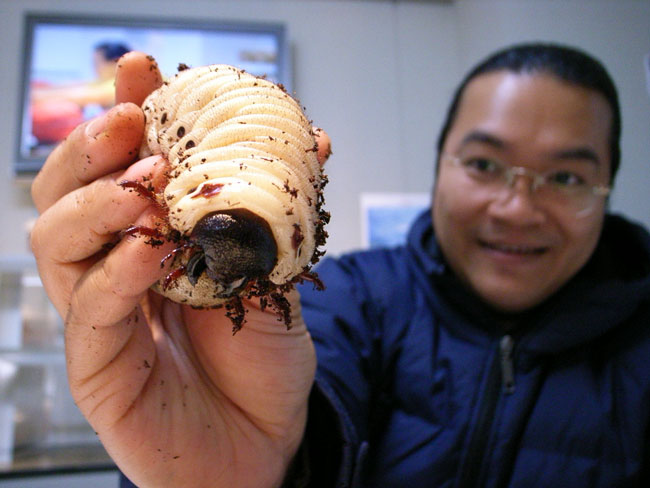 大きく育ったヘラクレスオオカブトの幼虫