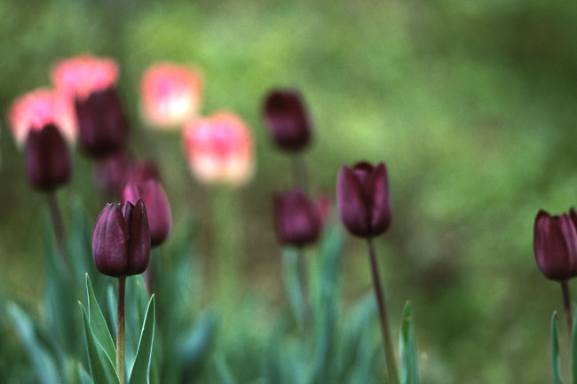 チューリップ（テリート200/4.5）
