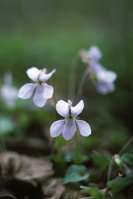 タチツボスミレ（テレエルマー135mm/4）
