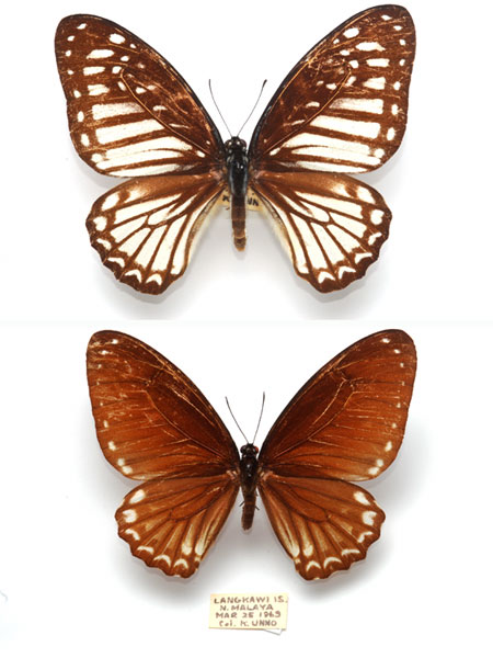 北九州いのちたび博物館