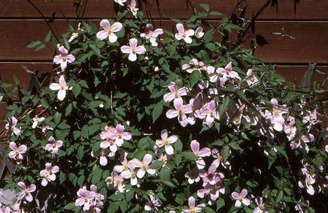 クレマチス（エルマー50mm/2.8）