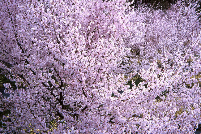 コヒガンザクラ（インダスター5cm/3.5）