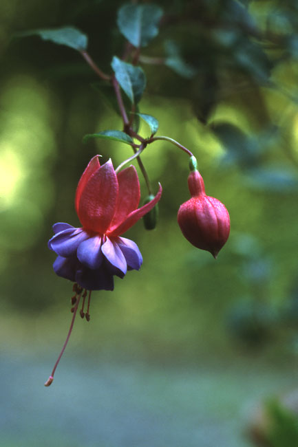 フクシア（ジュピター85mm/2）