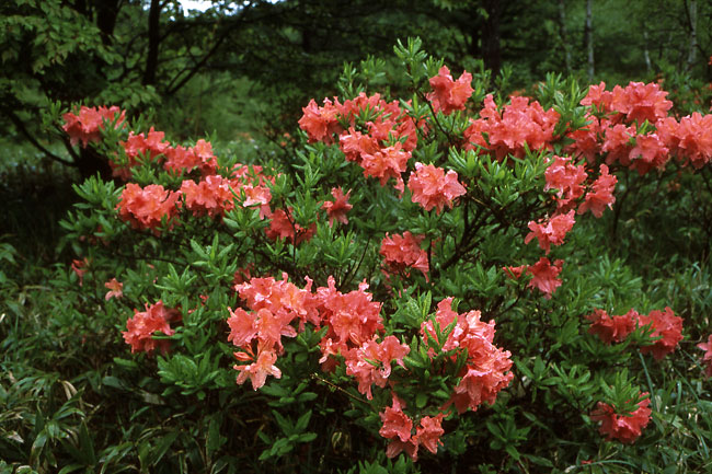 レンゲツツジ（眼鏡付きズマロン3.5cm/2.8）