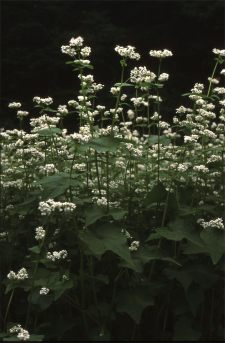 ソバの花（フォカ・スリースターOplarex5cm/1.9）