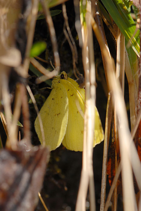 死んでしまったキチョウ