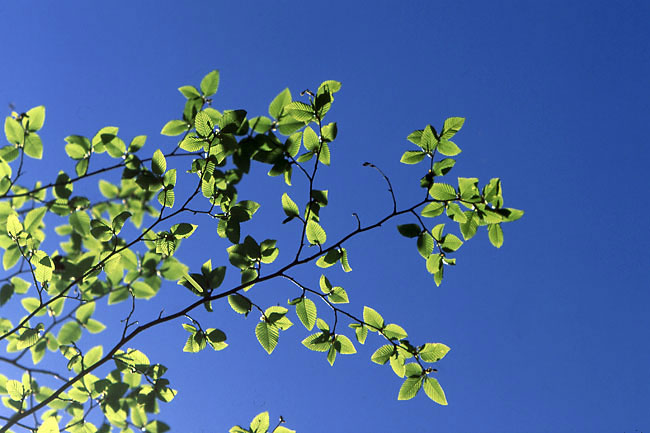 若葉（ヘクトール135mm/4.5）