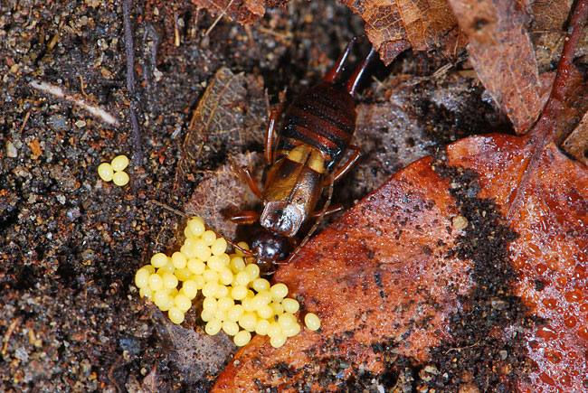 コブハサミムシ