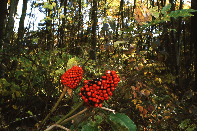 テンナンショウの実（SLアンギュロン35mm/2.8）