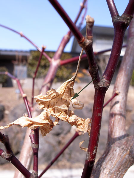 御代田町のミスジチョウの幼虫