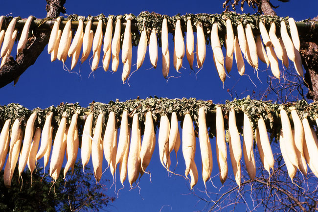 ダイコン干し（エルマー50mm3.5）