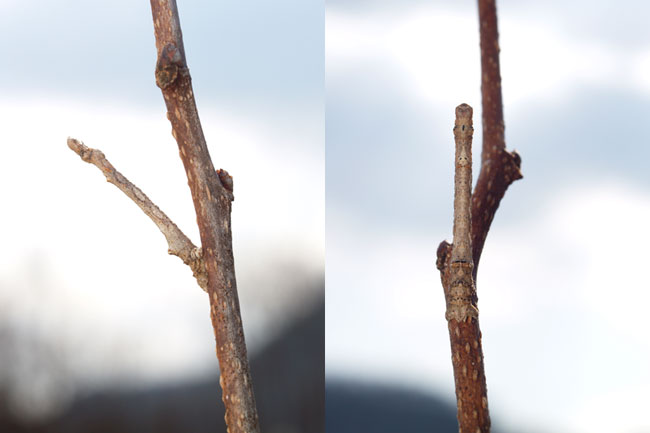 クワエダシャクの幼虫