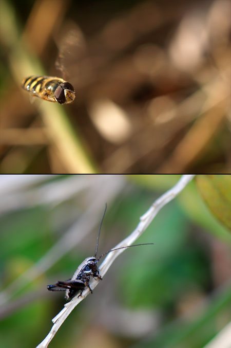ヒメギスの幼虫