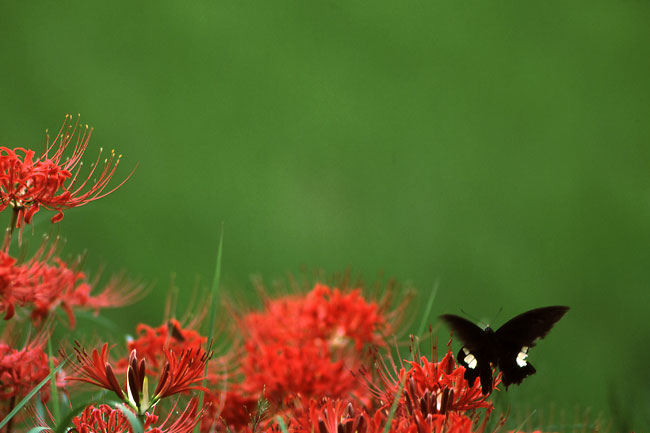 モンキアゲハ（テリート400mm/5）