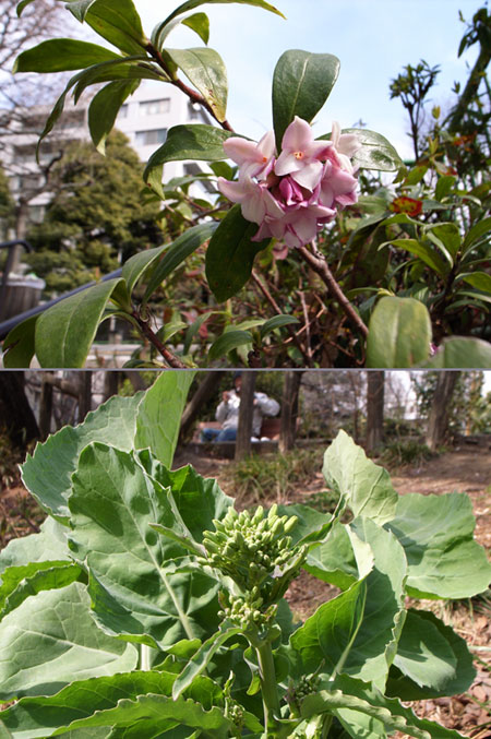 沈丁花とナノハナ
