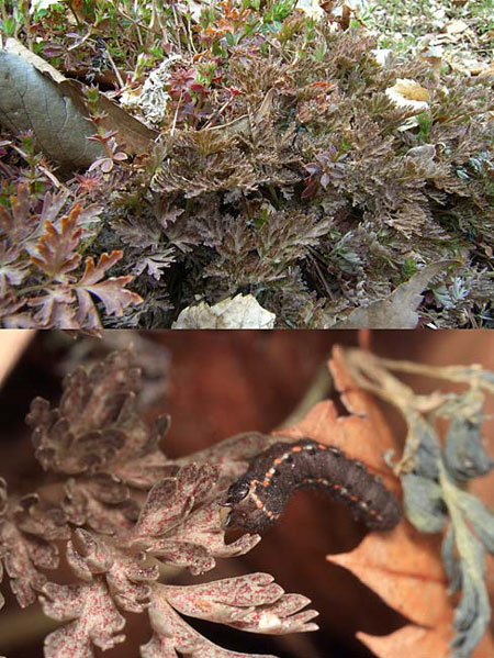 ウスバシロチョウの幼虫