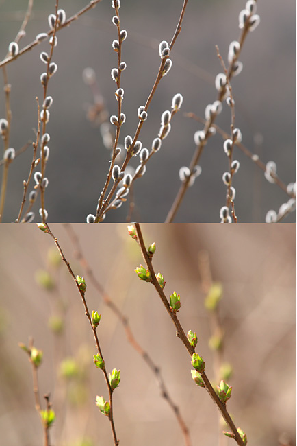 イヌコリヤナギとユキヤナギ