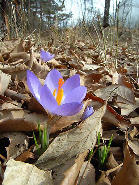 庭のクロッカス