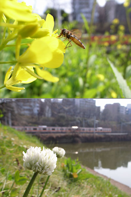 土手のシロツメクサ