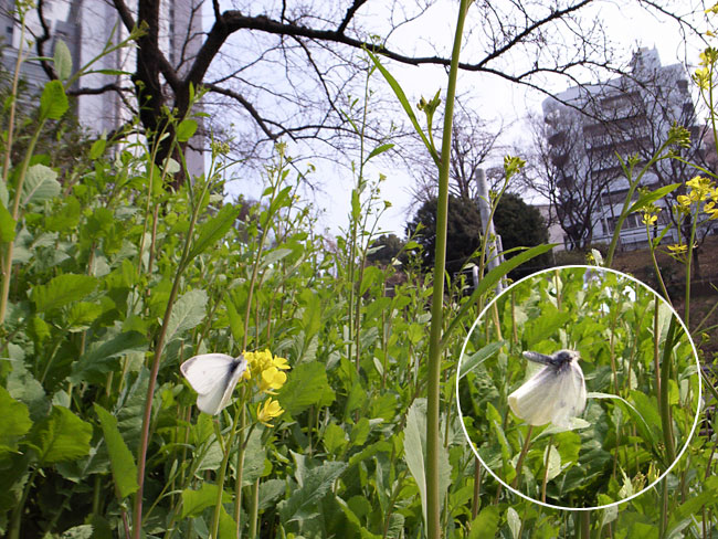モンシロチョウ