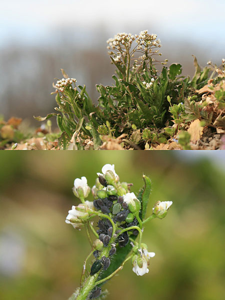 ナズナにアブラムシ