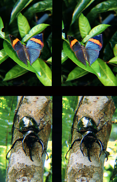 コーカサスオオカブト、コノハチョウ（立体写真館）