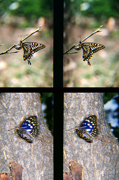 アゲハ産卵、オオムラサキ（立体写真館2）