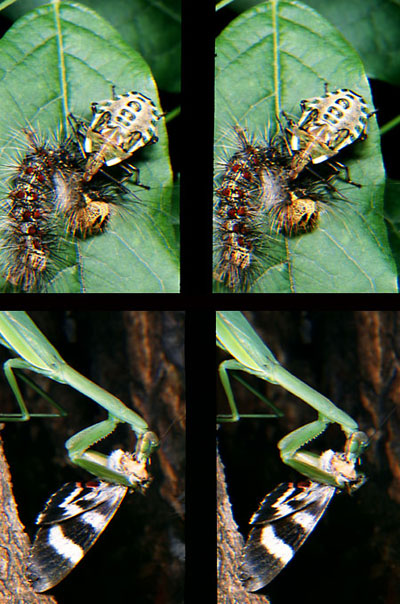 捕食（立体写真館3）