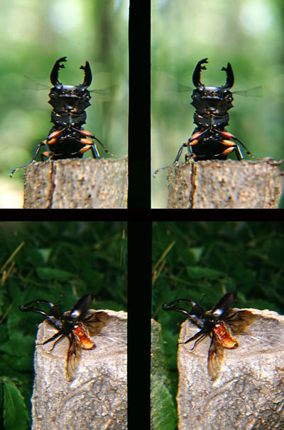 マンディブラリスフタマタクワガタ（立体写真館4）