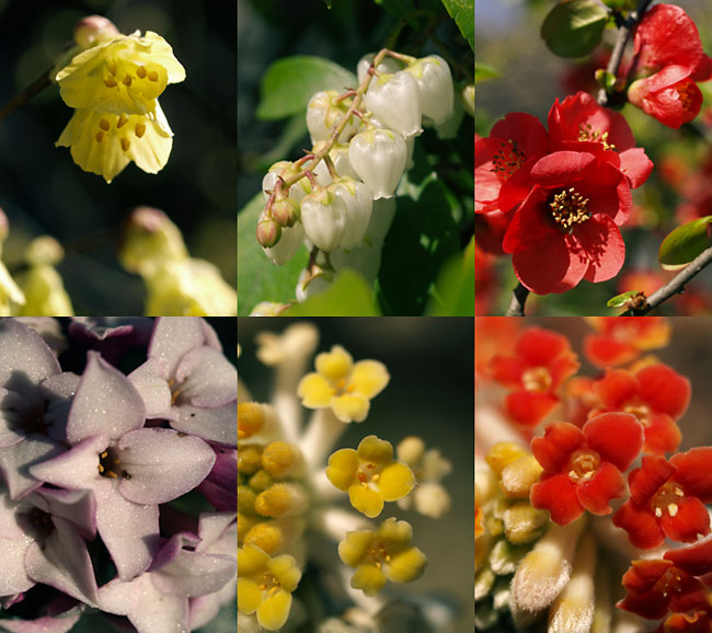 北の丸公園の花