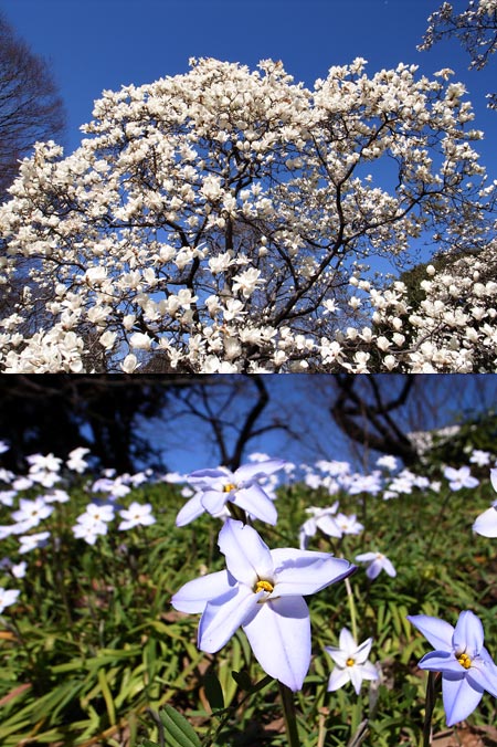 ハナニラとハクモクレン