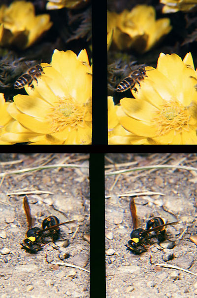 スズバチの泥集め（立体写真館5）