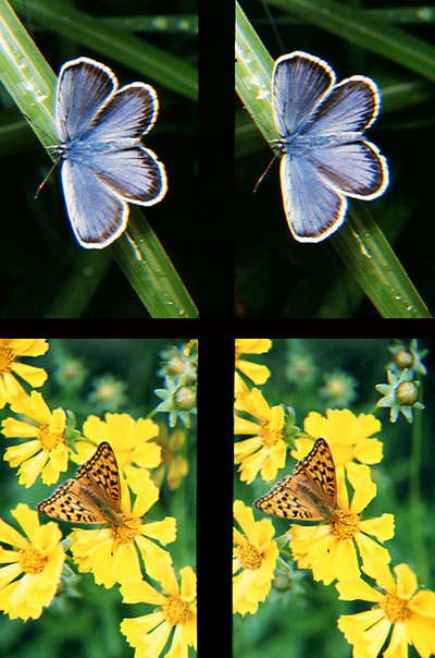 ヒメシジミ、ウラギンヒョウモン（立体写真館6）