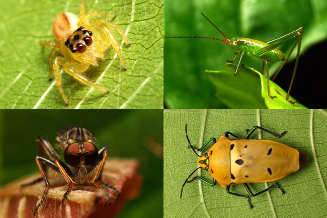今日見つけた虫