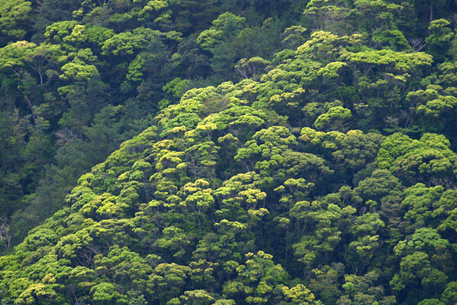 沖縄は新緑の季節