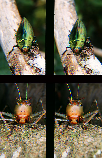 トゲトゲギス、タマムシ（立体写真館8）