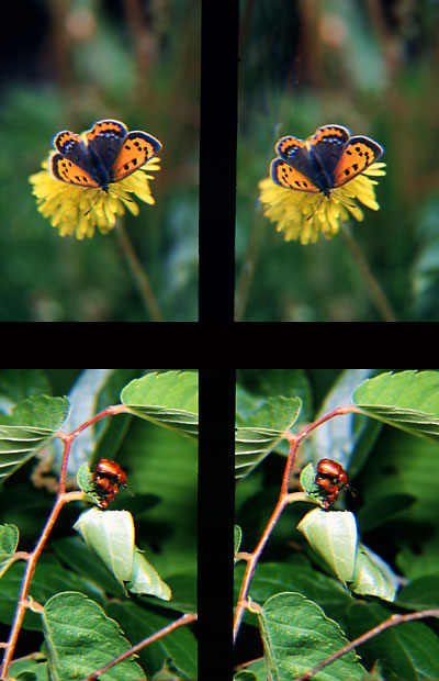 ベニシジミ、オトシブミ（立体写真館9）