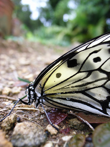 食べられてしまった？オオゴマダラ
