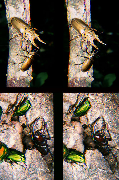オウゴンオニクワガタ、ノコギリクワガタ（立体写真館10）
