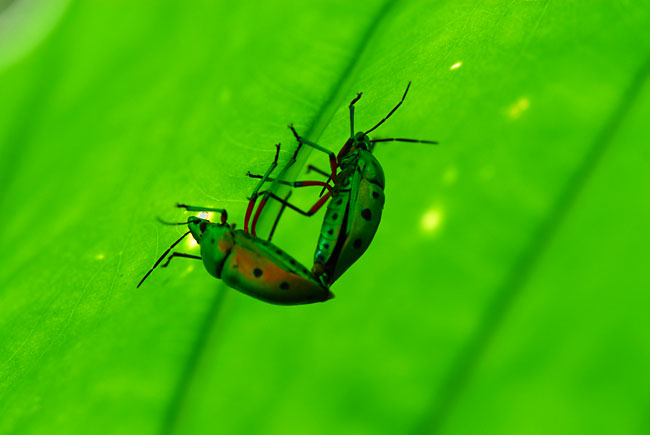 ナナホシキンカメの交尾