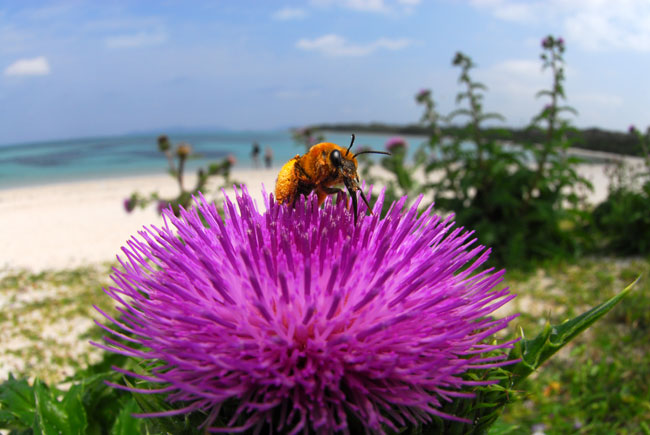 ヒゲナガハナバチ