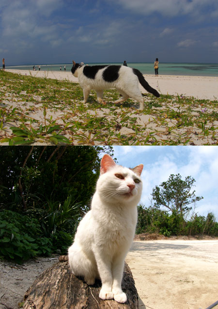 竹富島の猫