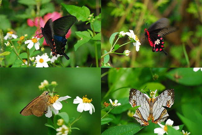 センダングサの花に集まるチョウ