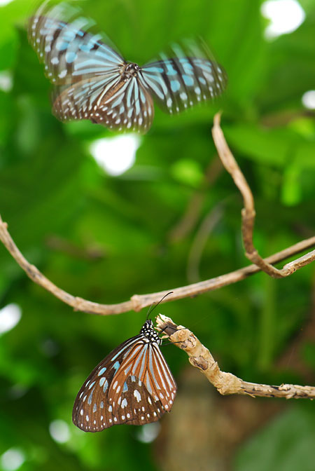 リュウキュウアサギマダラの求愛