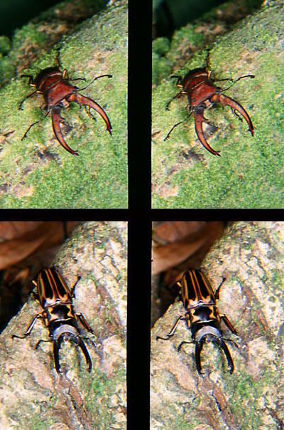 ゼブラノコギリクワガタ（立体写真館11）