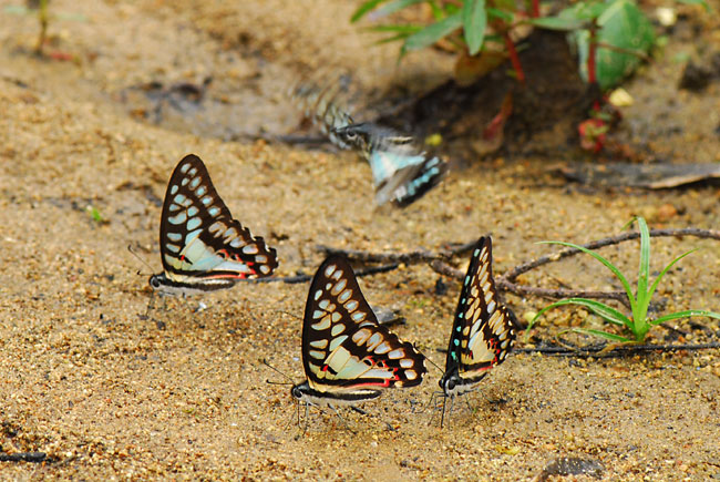 ミカドアゲハの吸水