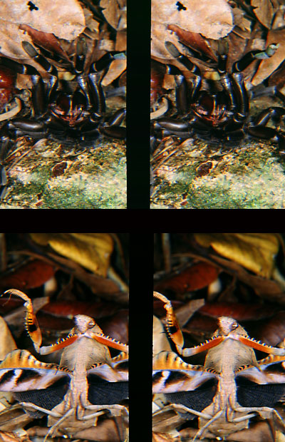 威嚇（立体写真館12）