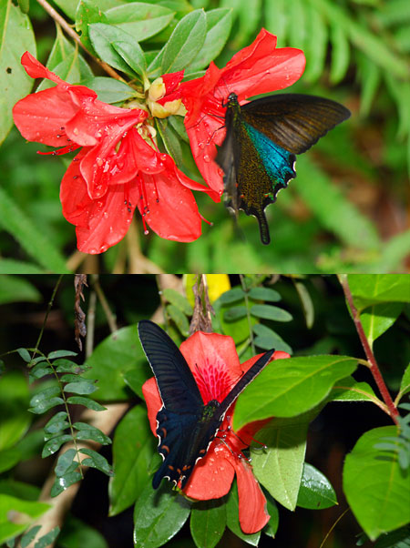 ツツジとカラスアゲハ