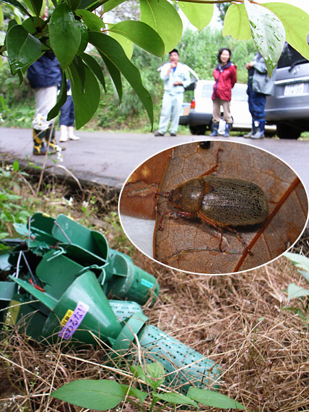 ケブカアカチャコガネ